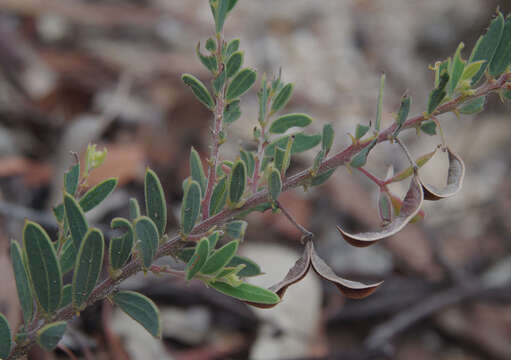 Слика од Acacia purpureapetala
