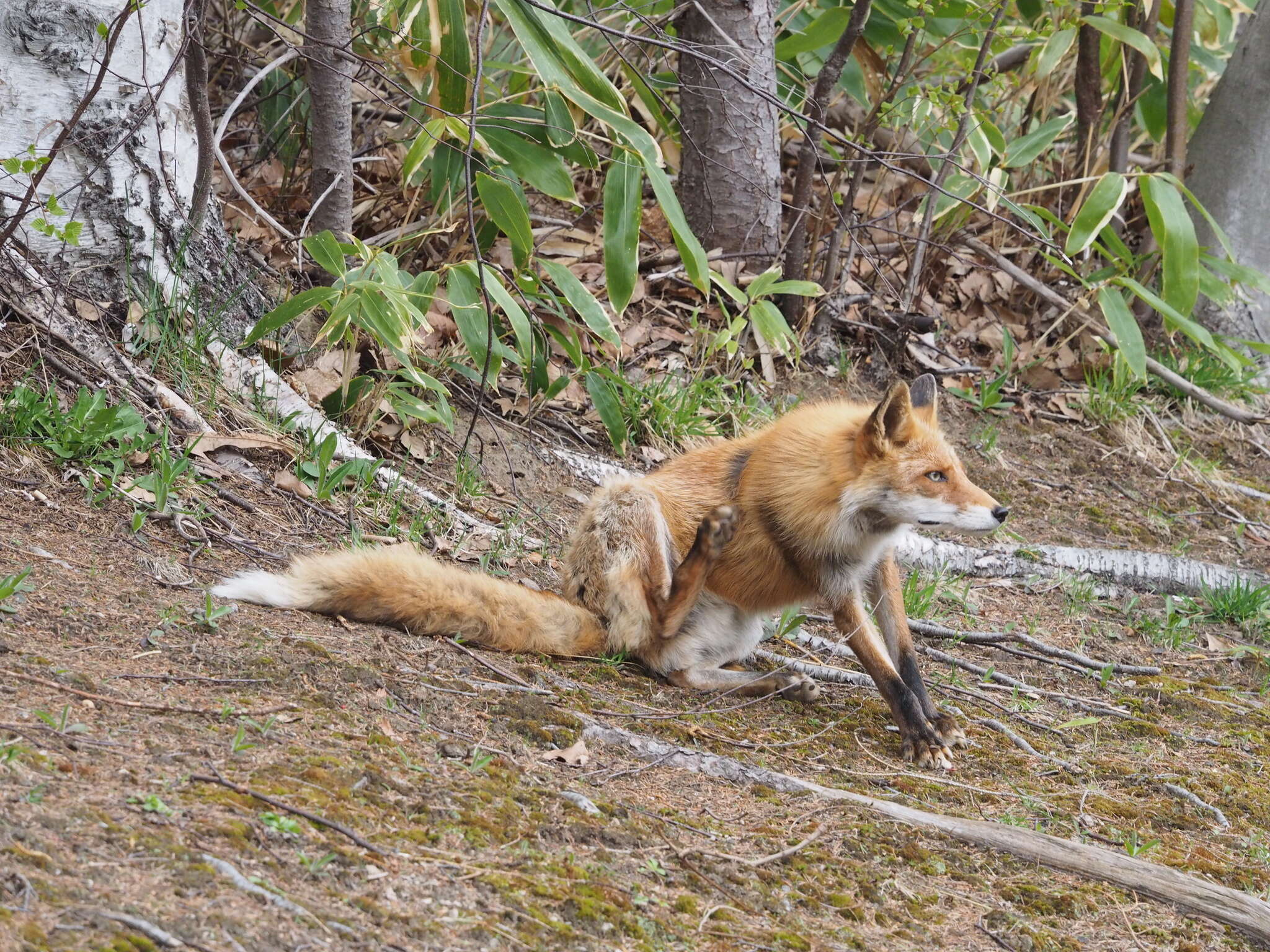 Image of Vulpes vulpes schrencki Kishida 1924