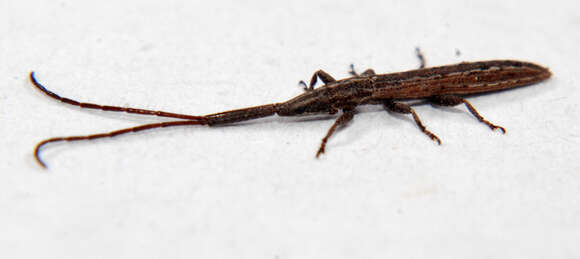 Spalacopsis stolata Newman 1842的图像