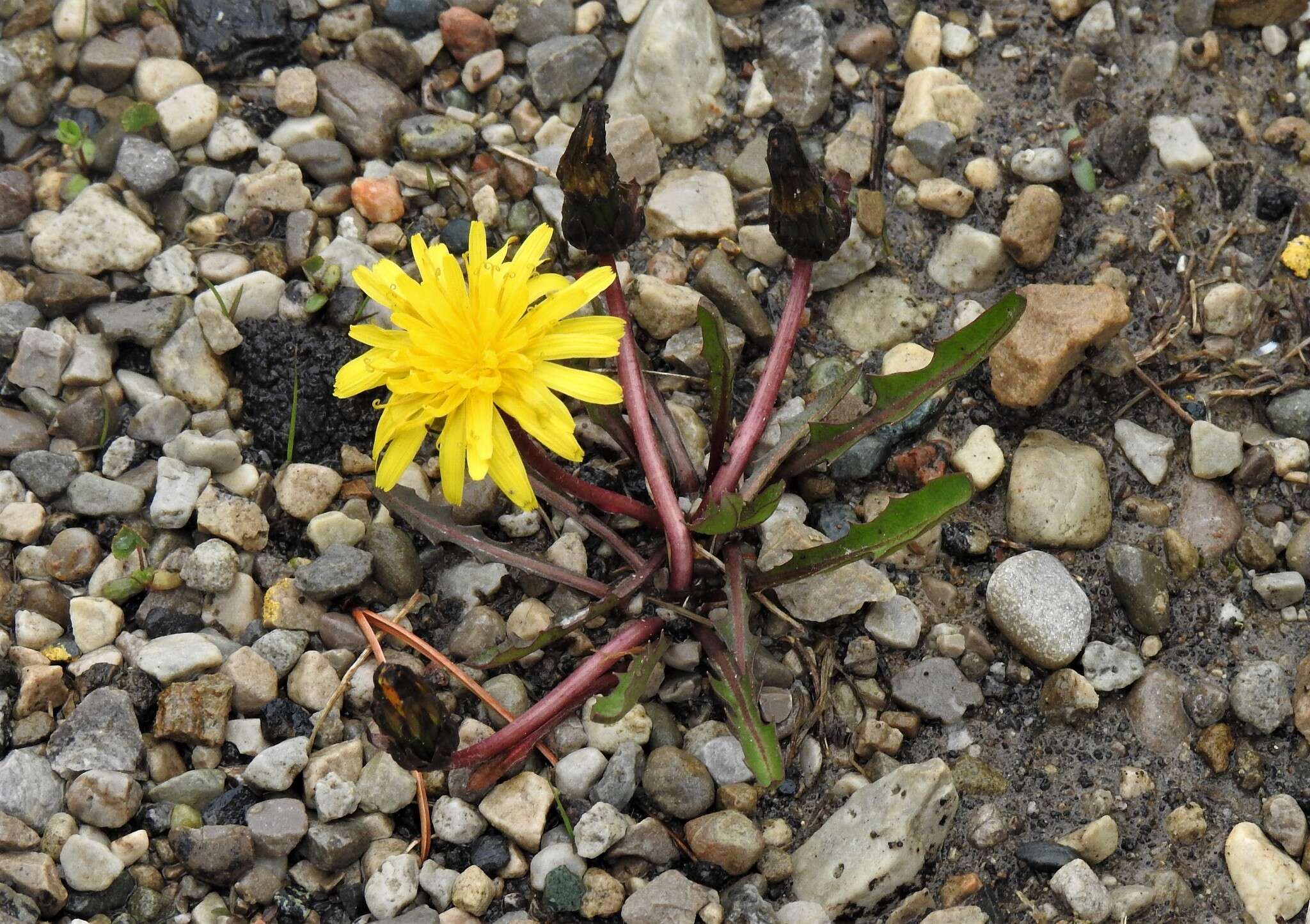 Image de Taraxacum palustre (Lyons) Symons