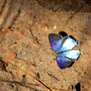 Image of Hypolycaena liara H. H. Druce 1890