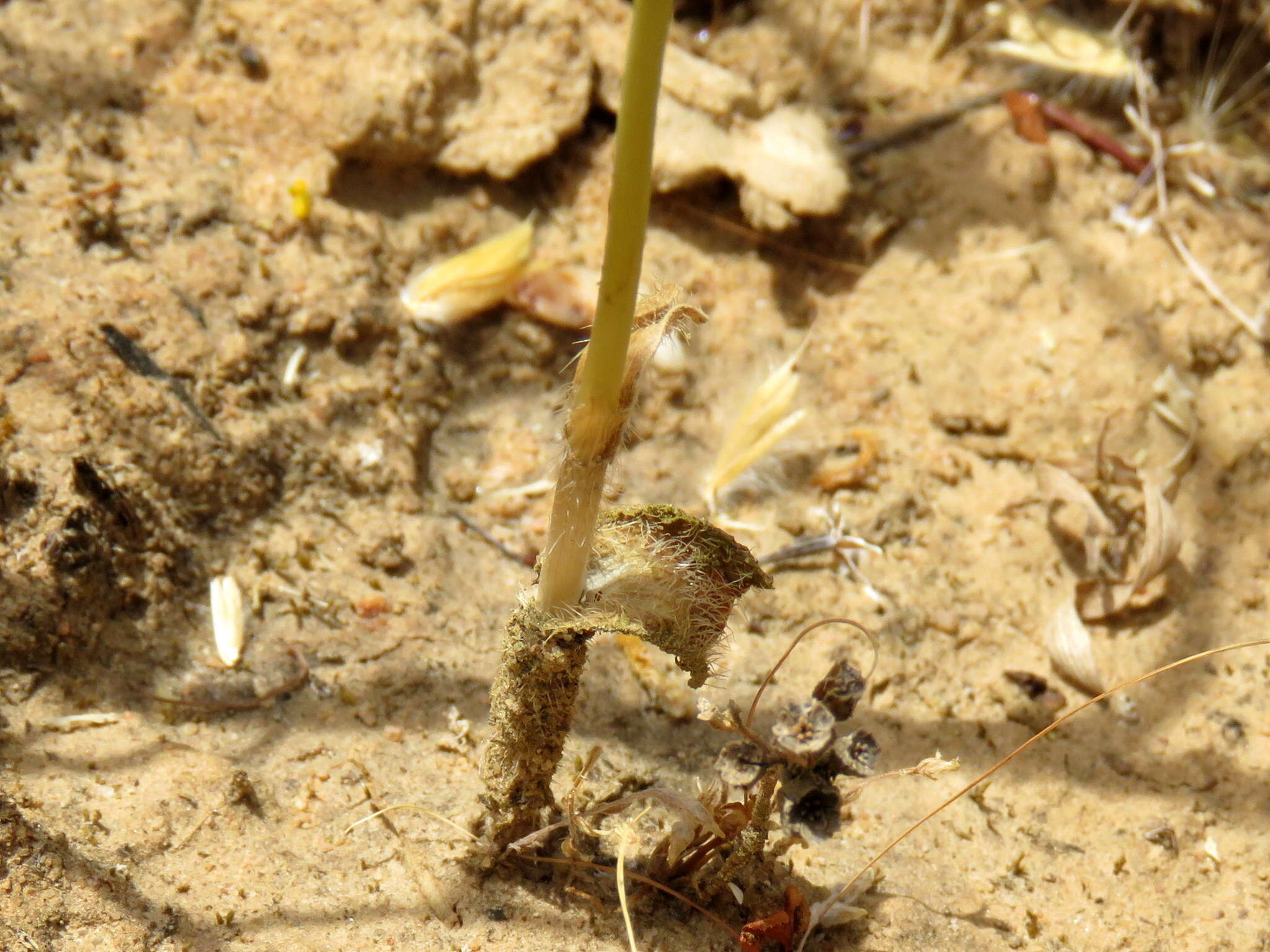 Imagem de Ornithogalum pilosum L. fil.