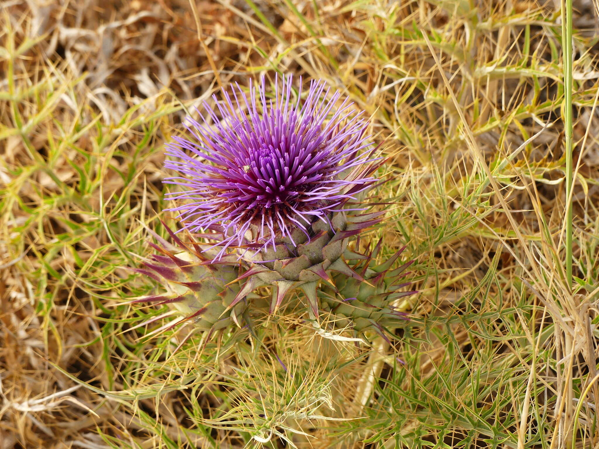 Слика од Cynara cardunculus subsp. cardunculus