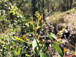 Image of Persoonia sericea A. Cunn. ex R. Br.