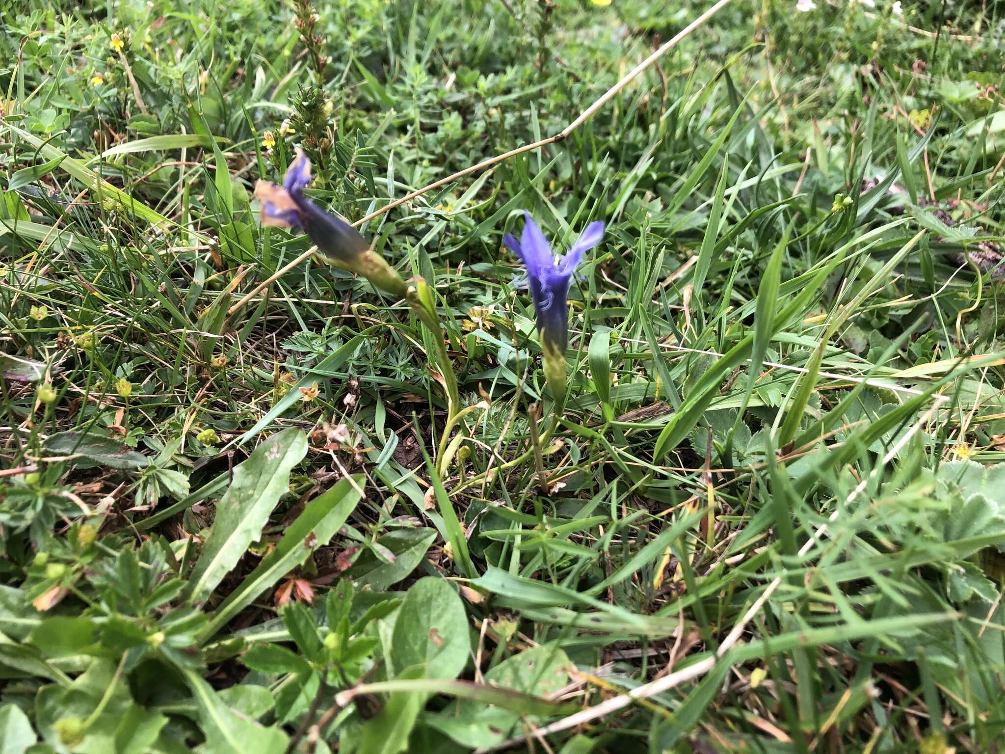 Gentianopsis ciliata (L.) Ma的圖片