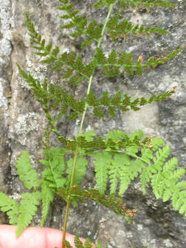 Image de Woodsia neomexicana Windham