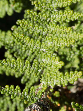 Image of graceful lipfern