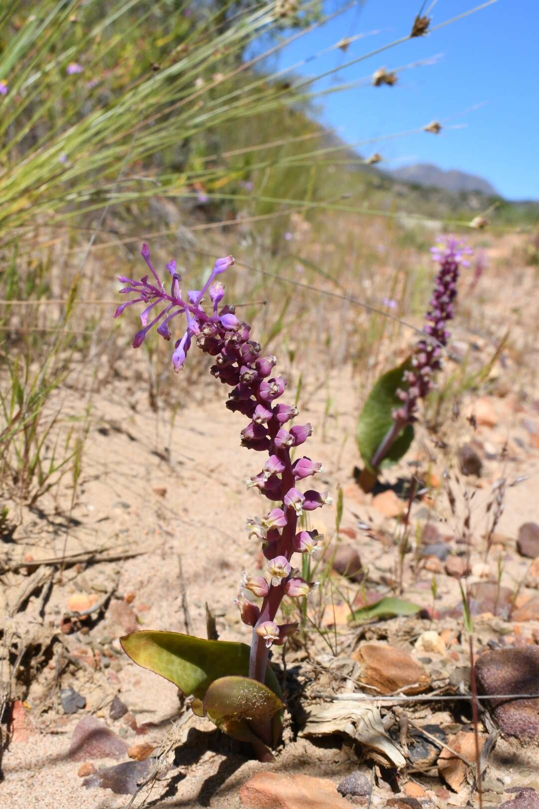 Image of Lachenalia elegans W. F. Barker