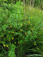 Image of Hypericum forrestii (Chitt.) N. Robson