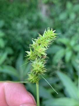 Image of glomerate sedge