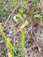 Image of Gulf pitcherplant