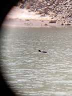 Image of Horned Coot