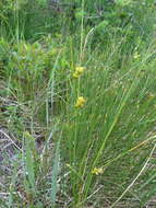 Image of Fewseed sedge