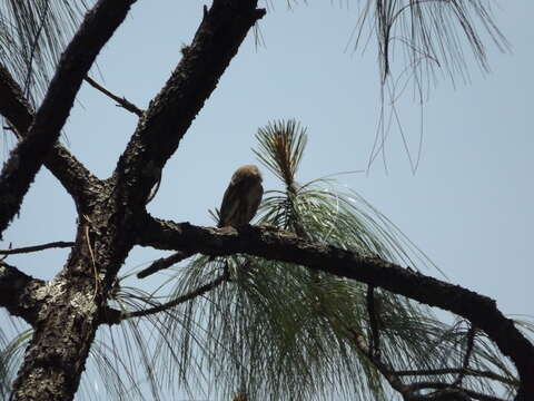 Plancia ëd Glaucidium gnoma Wagler 1832