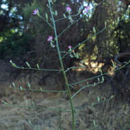 صورة Stephanomeria virgata subsp. pleurocarpa (Greene) Gottlieb