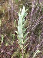 Imagem de Salvia leucodermis Baker