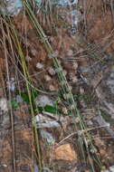 Image de Lomandra multiflora subsp. multiflora