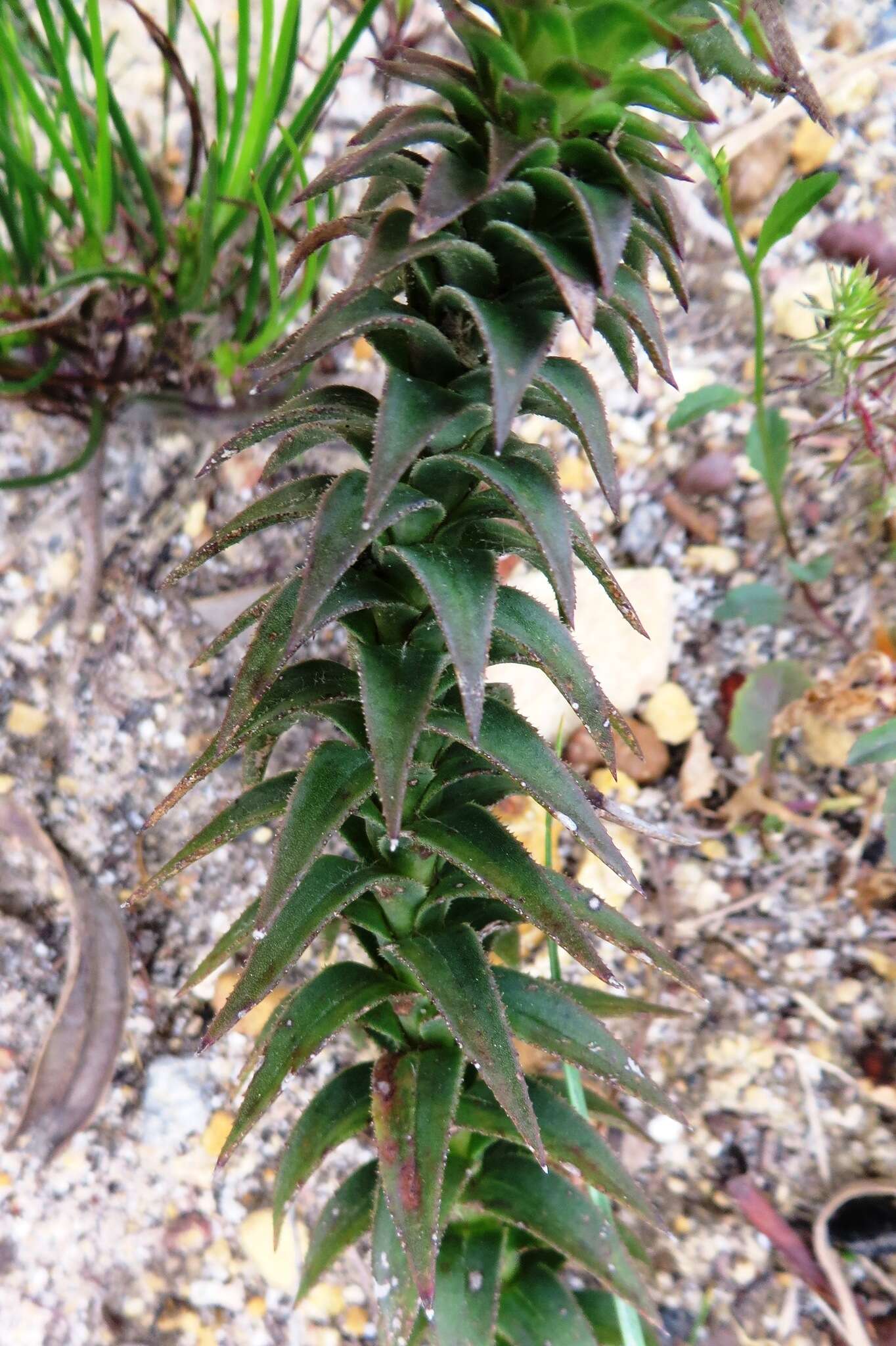 Image of Oedera imbricata Lam.