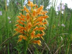 Image of Chapman's Fringed Orchid