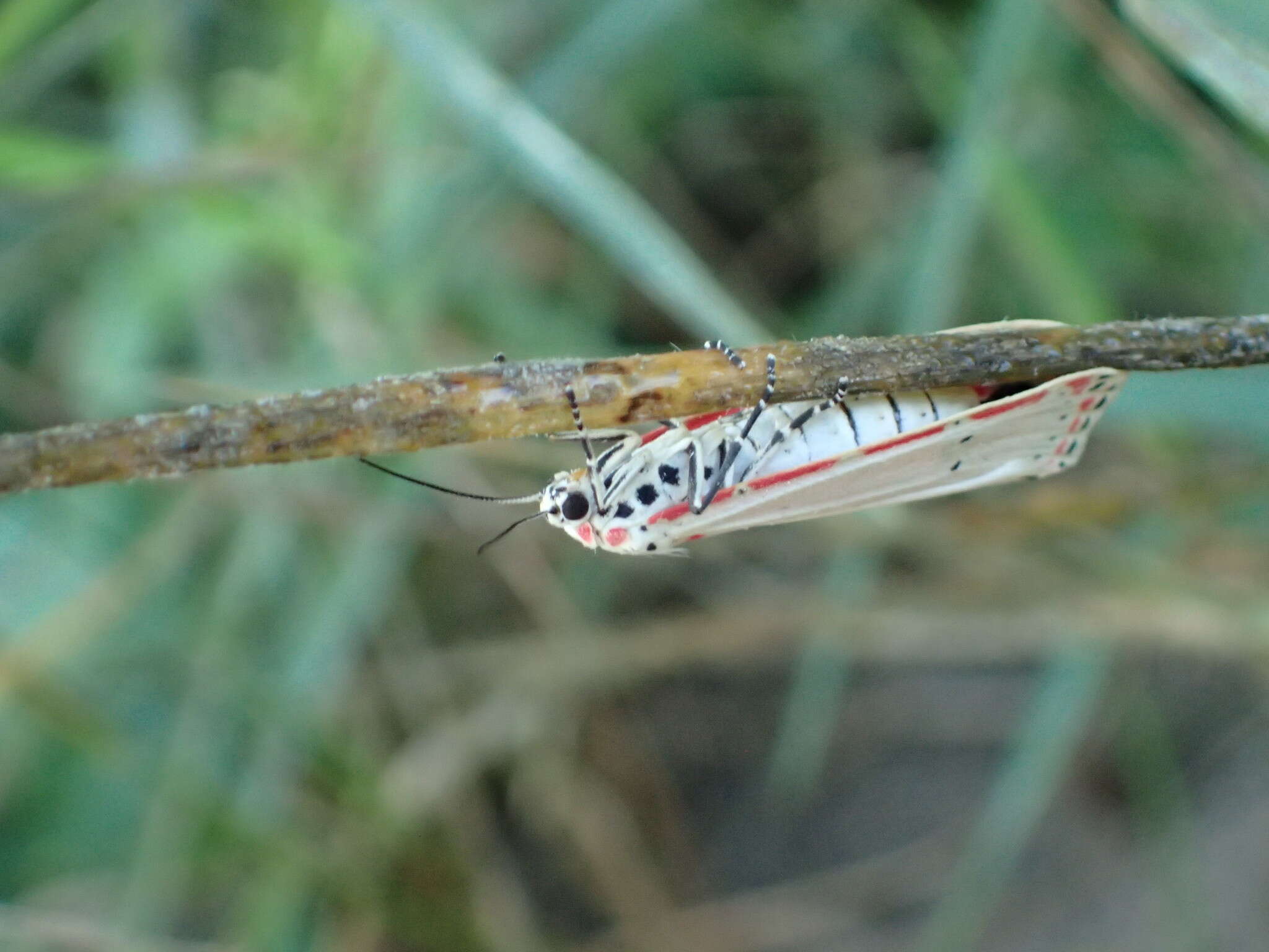 Sivun Utetheisa ornatrix Linnaeus 1758 kuva