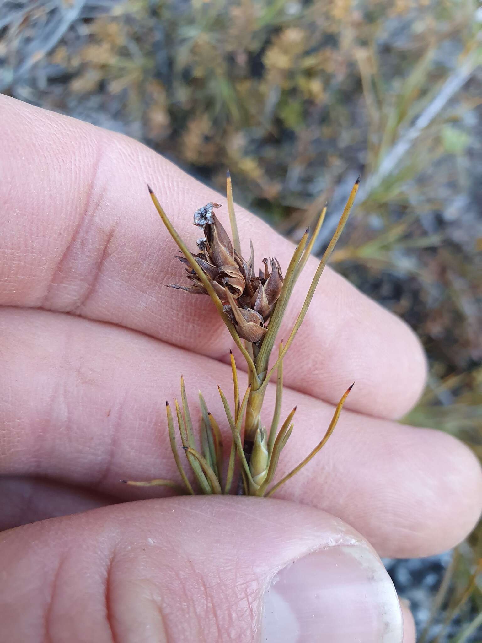 Image de Dracophyllum ophioliticum S. Venter