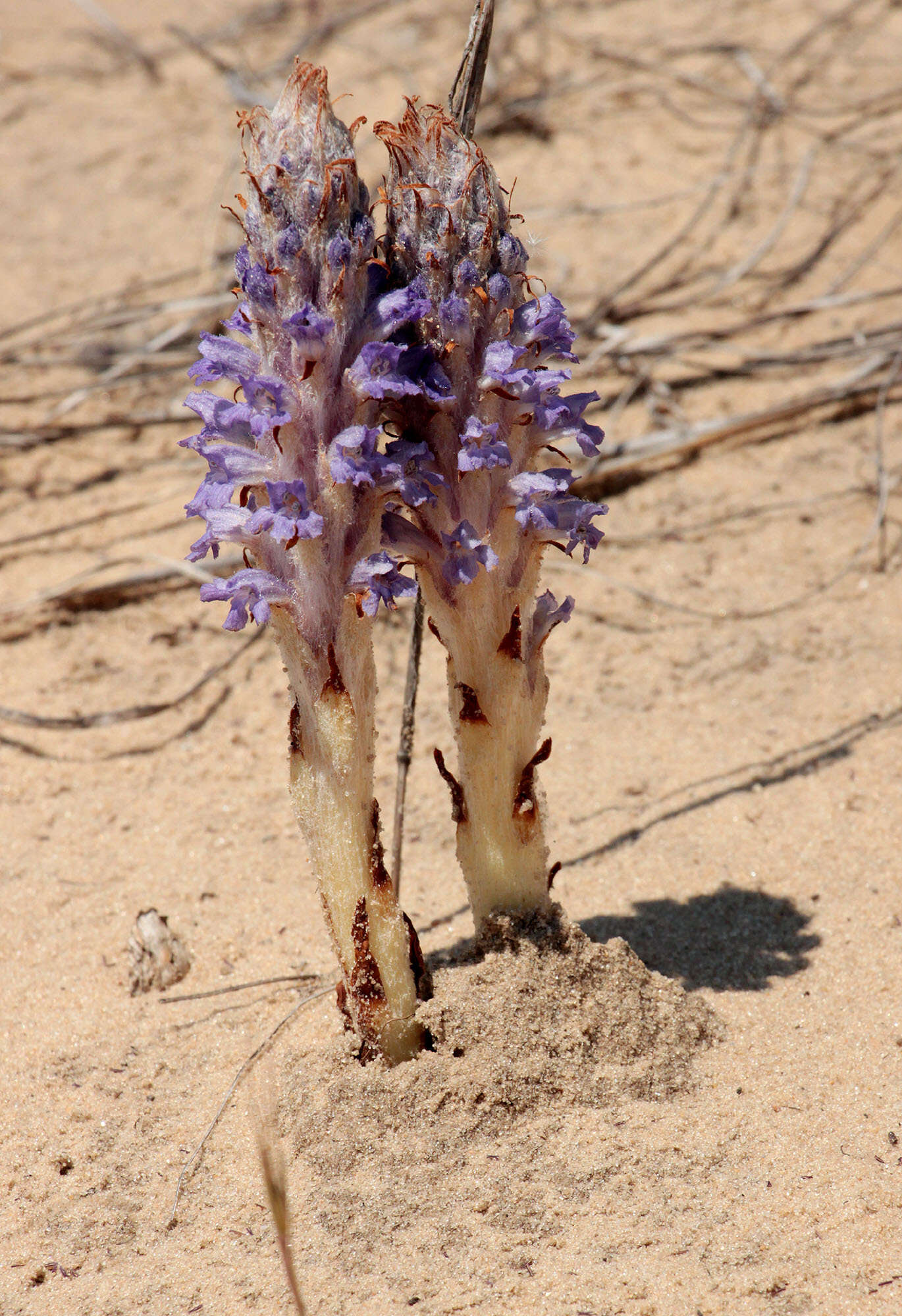 Image of Orobanche coerulescens Stephan