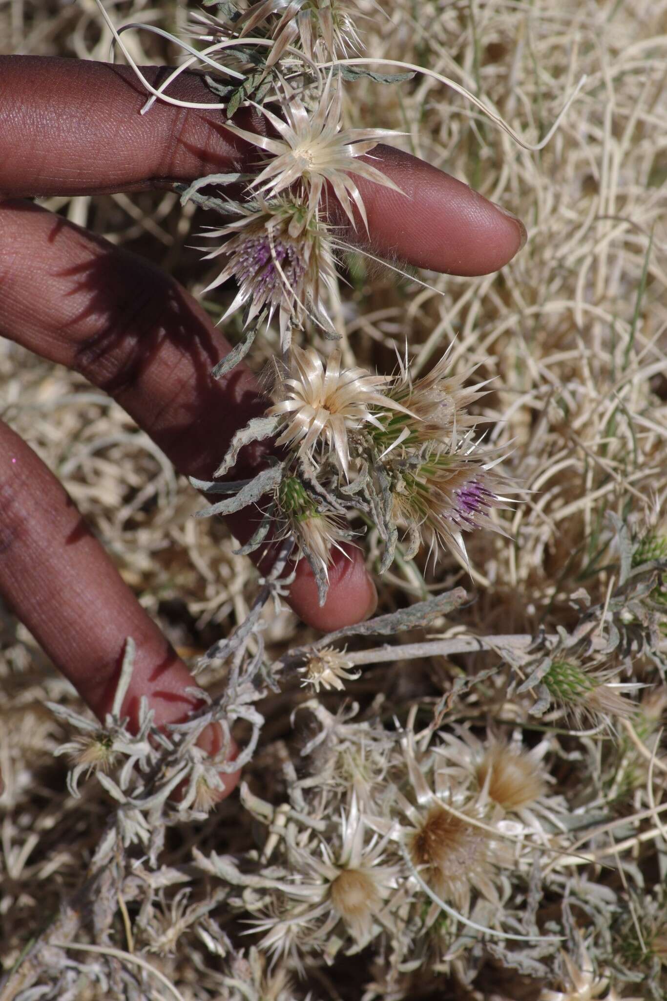 Image of Dicoma capensis Less.