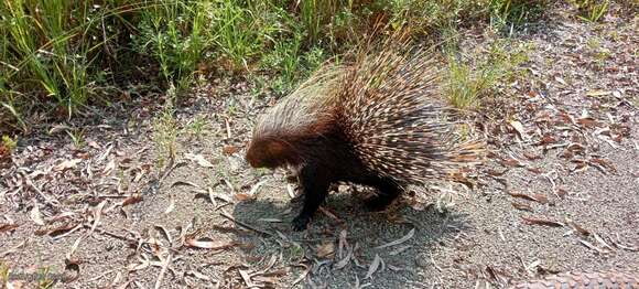 Image of Hystrix africaeaustralis zuluensis Roberts 1936