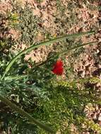 Image of blackspot hornpoppy