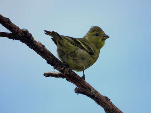 Image of Black-chinned Siskin