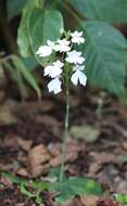 Image of Habenaria plantaginea Lindl.