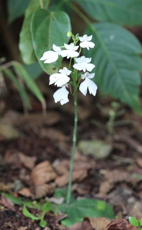 Image of Habenaria plantaginea Lindl.