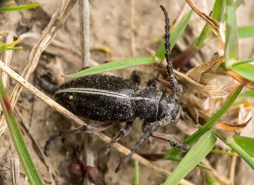 Image of Dorcadion (Cribridorcadion) etruscum (Rossi 1790)