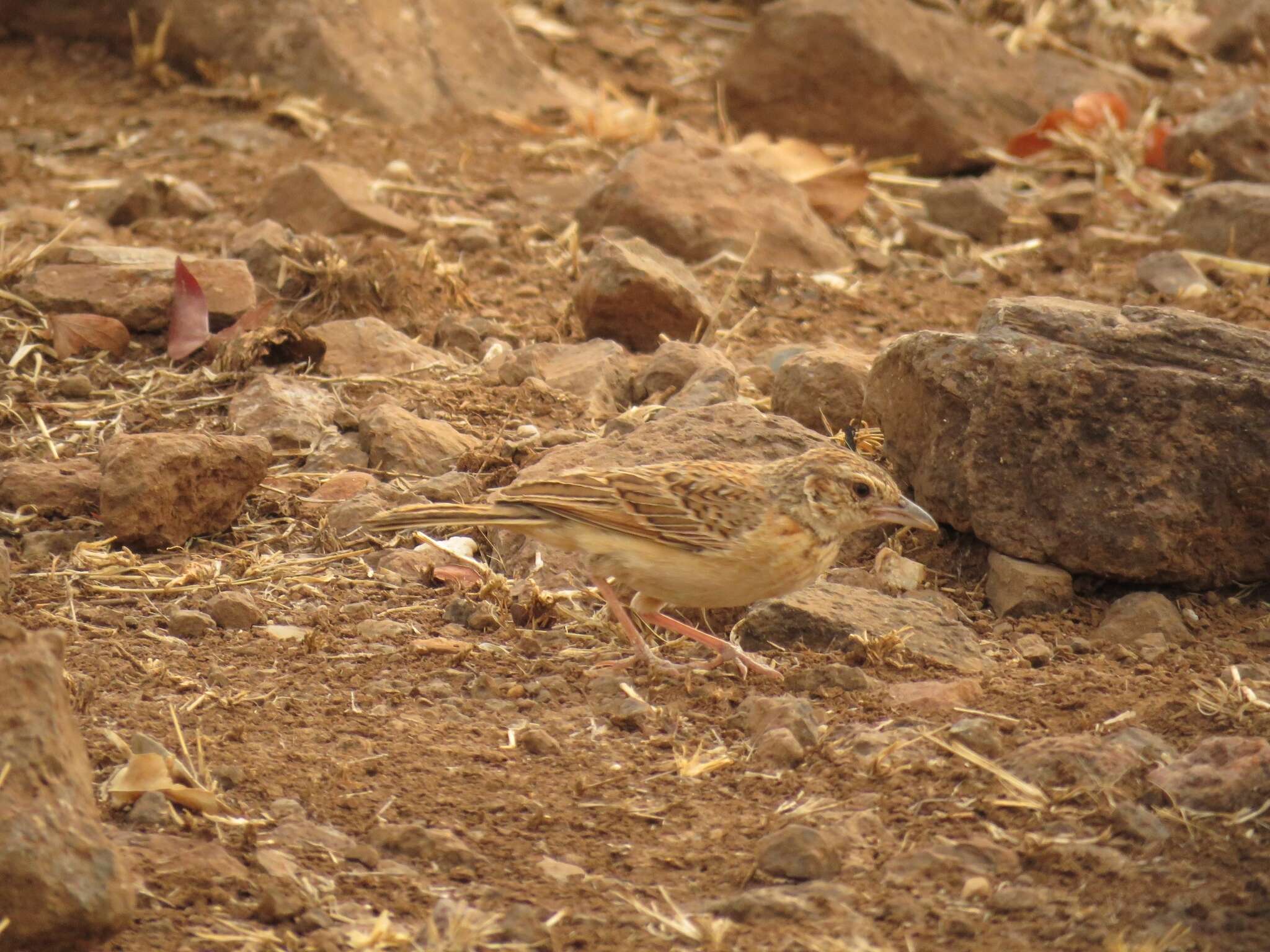 Image of Flappet Lark