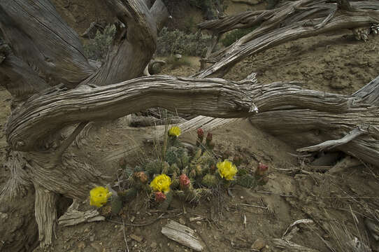 Image of Opuntia × debreczyi