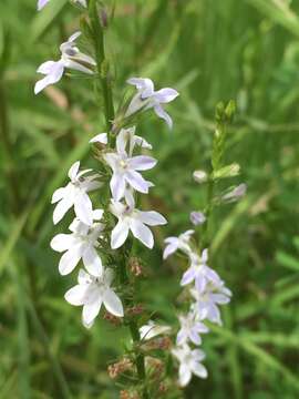 Image of Pale-Spike Lobelia