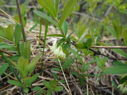 Imagem de Lonicera villosa (Michx.) Roem. & Schult.