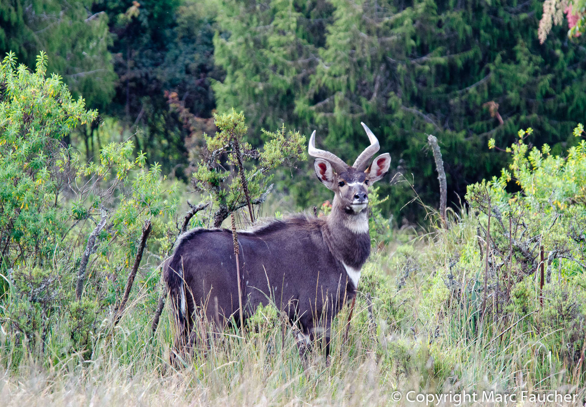 Image of Mountain nyala