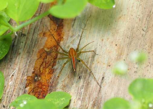 Image of Oxyopes striagatus Song 1991