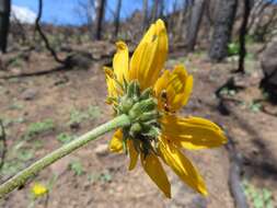 صورة Helianthella californica A. Gray