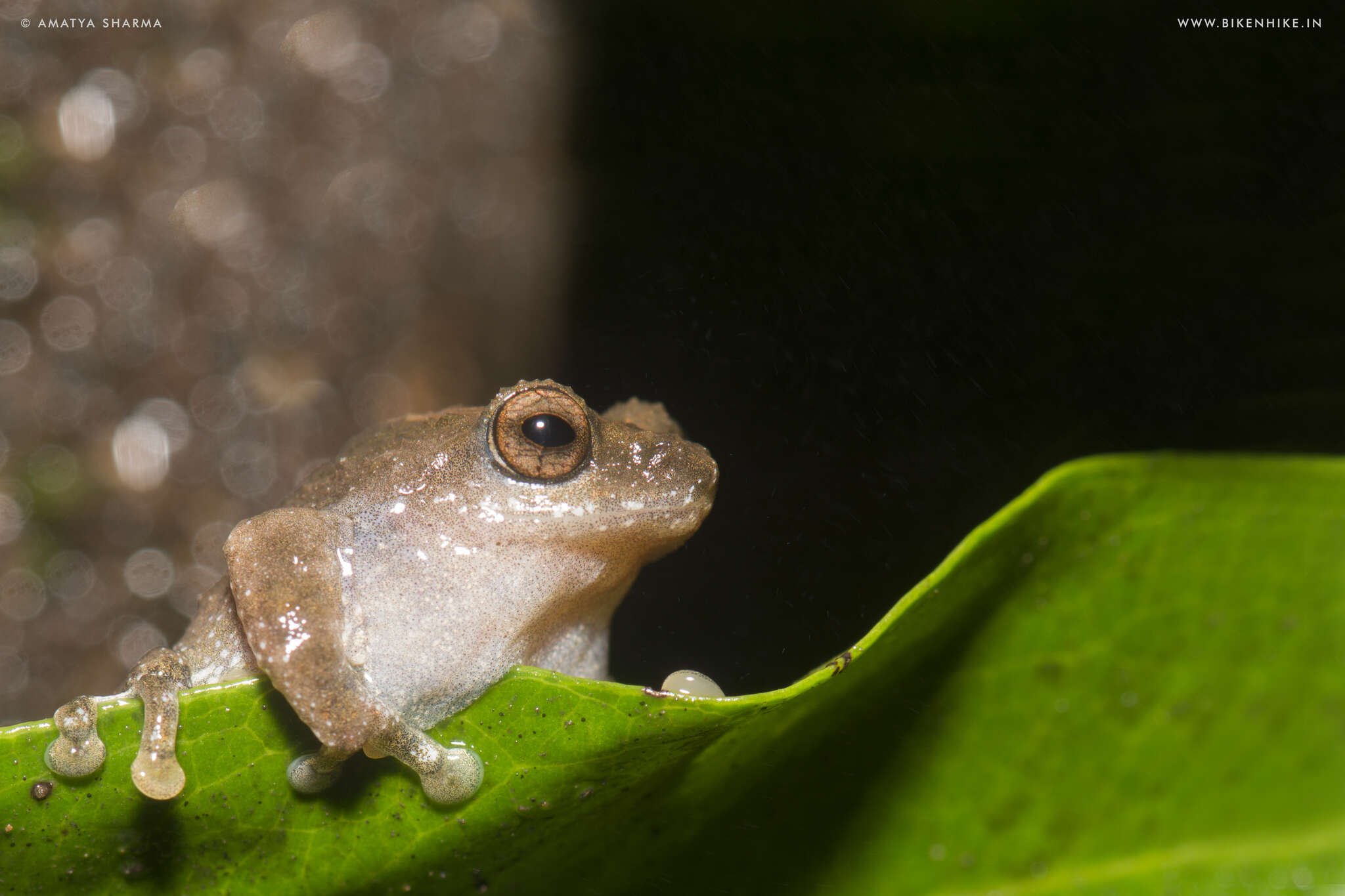 Image of Raorchestes bombayensis (Annandale 1919)