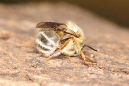 Anthophora crinipes Smith 1854的圖片