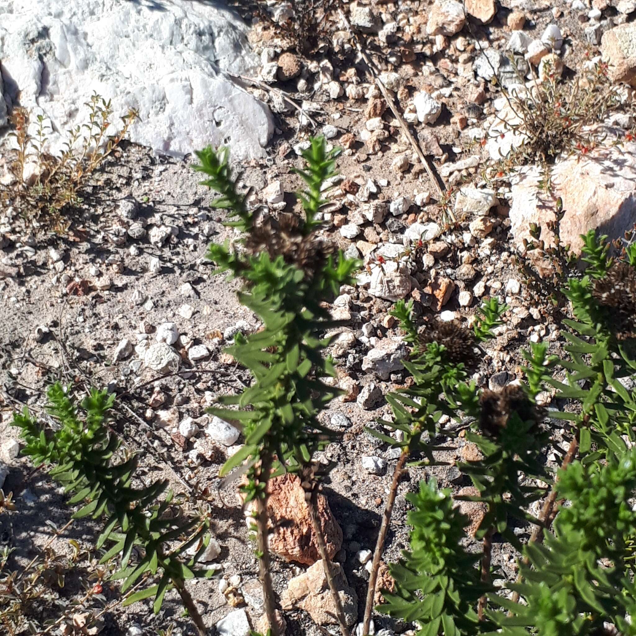 Plancia ëd Oedera viscosa (L'Hér.) A. A. Anderberg & K. Bremer