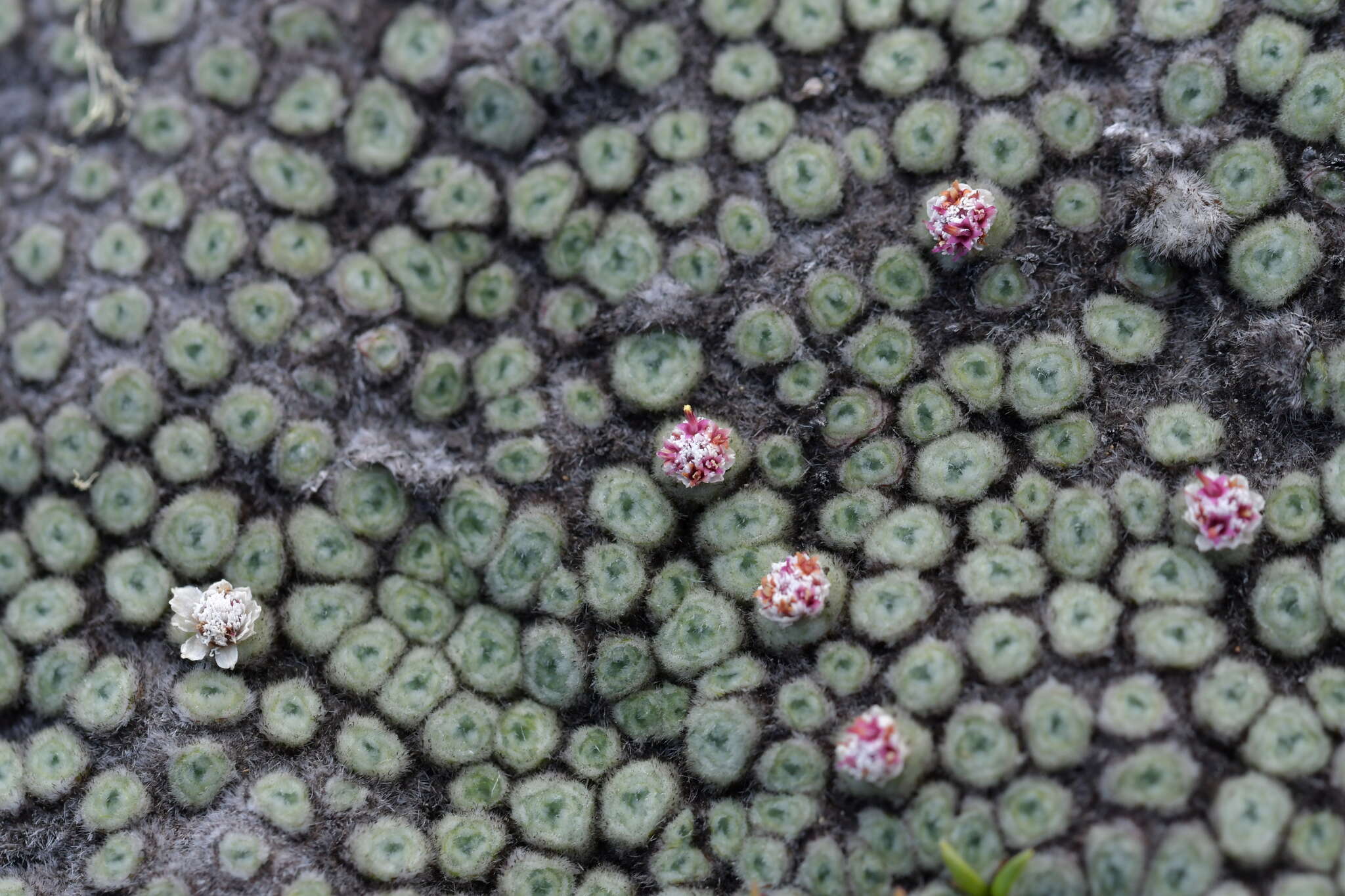 Image of Psychrophyton rubrum (J. Buch.) Beauv.