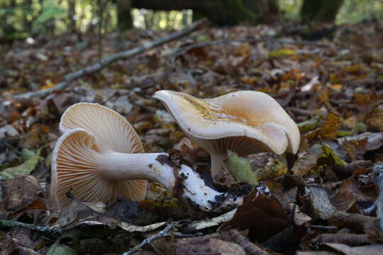 Image of Hygrophorus lindtneri M. M. Moser 1967