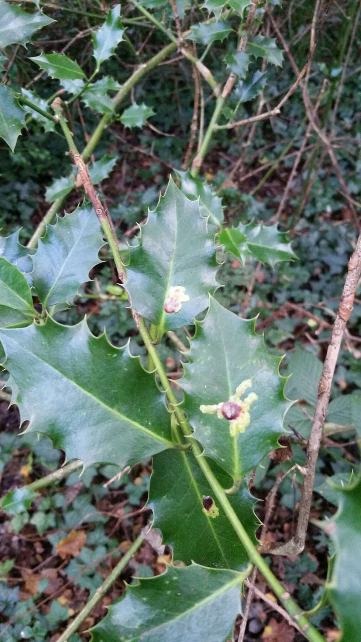 Image of European Holly Leafminer