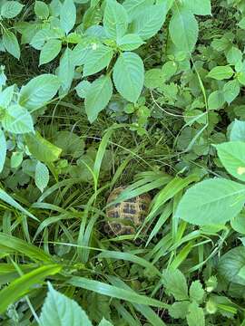 Image of Afghan Tortoise