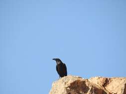 Image of Brown-necked Raven