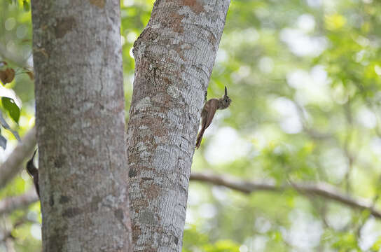 Слика од Dendrocolaptes certhia medius Todd 1920