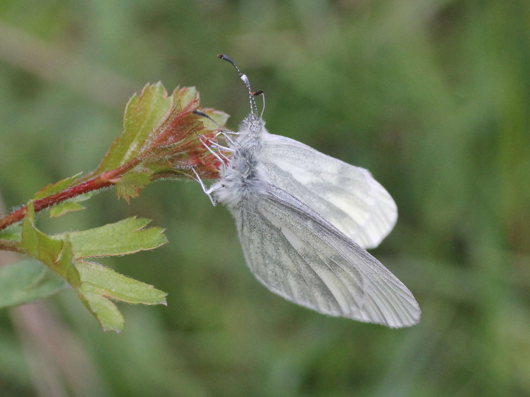 Image of Wood White